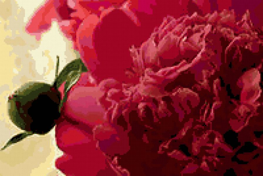 Пион - пионы, цветы - предпросмотр