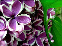 Схема вышивки «Сирень»