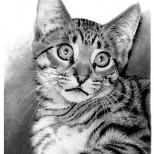 Схема вышивки «серия в черно-белом. мурка»