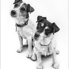 Схема вышивки «серия в черно-белом. терьеры»
