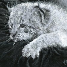 Схема вышивки «серия в черно-белом. маленький хищник»