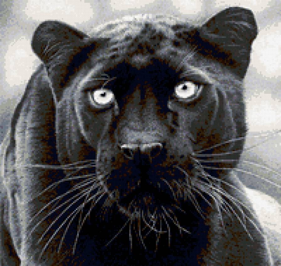 серия в черно-белом. пантера - природа. животные. кошка. пантера - предпросмотр