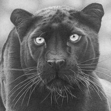 Схема вышивки «серия в черно-белом. пантера»