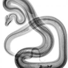 Схема вышивки «серия "внутрення красота" 8»