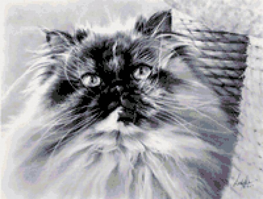 серия в черно-белом. персик - природа. животные. кошка. персидский кот - предпросмотр