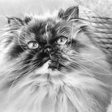 Схема вышивки «серия в черно-белом. персик»