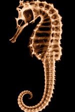 Схема вышивки «морской конёк»