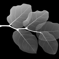 Схема вышивки «рентген 1»