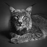 Схема вышивки «серия в черно-белом. рысь»