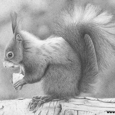 Схема вышивки «серия в черно-белом. белка»