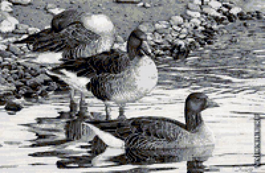 серия в черно-белом. гуси - природа. животные. птицы. гусь. водоем - предпросмотр