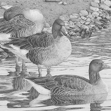 Схема вышивки «серия в черно-белом. гуси»