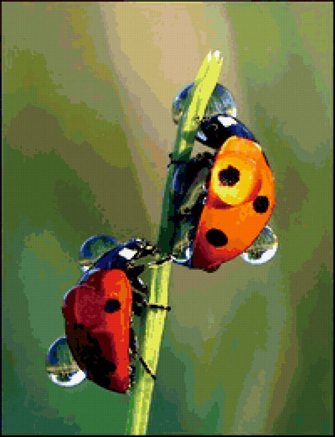божья коровка - божья коровка - предпросмотр