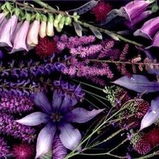 Схема вышивки «цветы и травы»