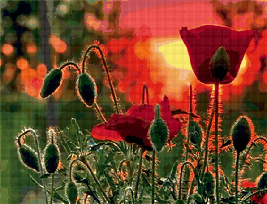 маки - цветы, поле, маки - предпросмотр