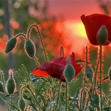 Схема вышивки «маки»