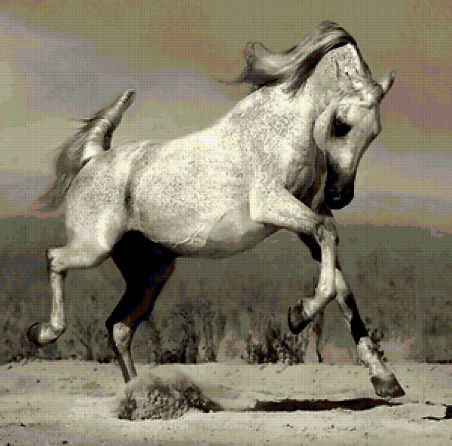 жеребец - конь, лошадь, жеребец - предпросмотр