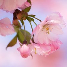 Схема вышивки «сакура»