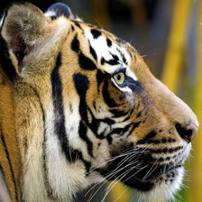 Схема вышивки «Тигр»