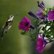 Схема вышивки «№344869»