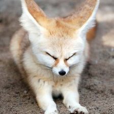 Схема вышивки «зверек»