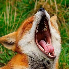 зверь зевает