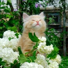 Схема вышивки «АНФИСА»