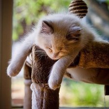 Схема вышивки «БАРСИК»