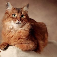 Схема вышивки «КОШКА»