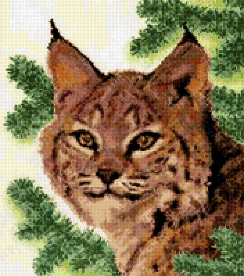 Рысь на охоте - животные, рысь - предпросмотр