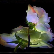 Схема вышивки «роза»