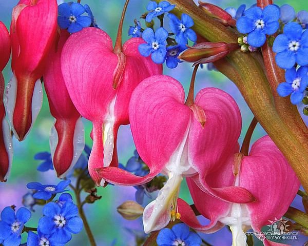 цветы - оригинал