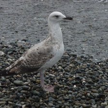 Схема вышивки «Чайка»