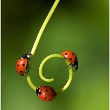 Схема вышивки «№345389»