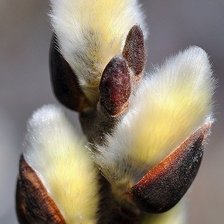 Схема вышивки «ВЕРБА»