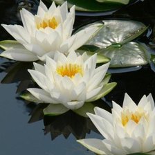 Схема вышивки «ЛОТОС»