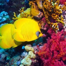 ДНО МОРСКОЕ