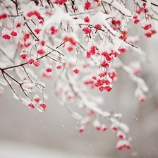 РЯБИНА В СНЕГУ