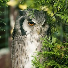 Схема вышивки «СОВА»