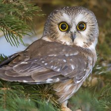 Схема вышивки «В ЛЕСУ»