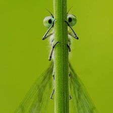 Схема вышивки «СТРЕКОЗА»