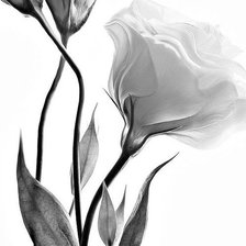 Схема вышивки «№345546»