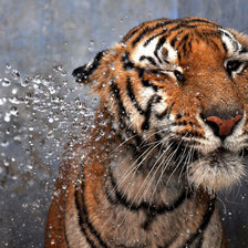 Схема вышивки «Тигр»