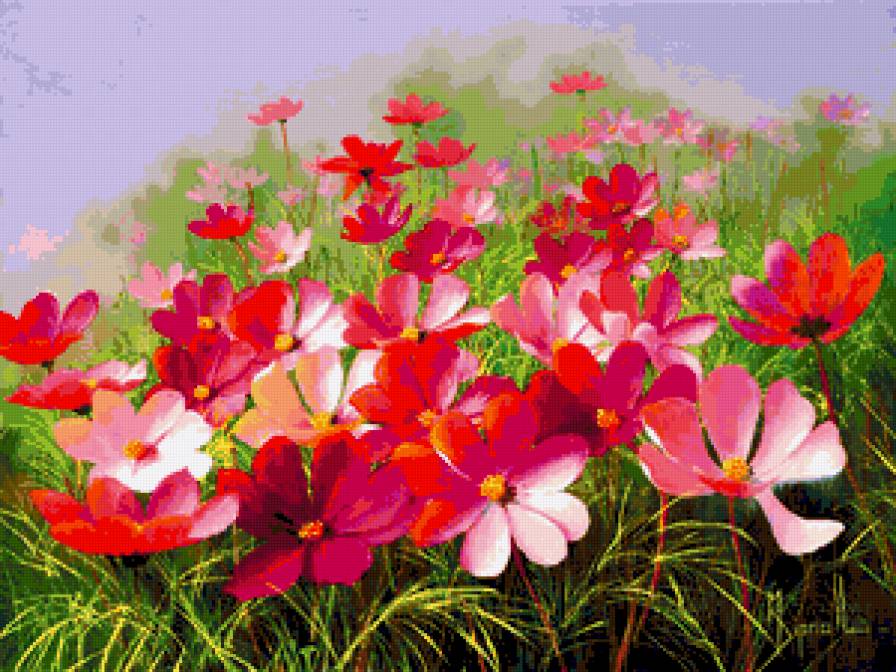 Нежные космеи - космеи, цветы мери дипналь, цветы - предпросмотр