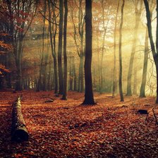 Схема вышивки «Лес»