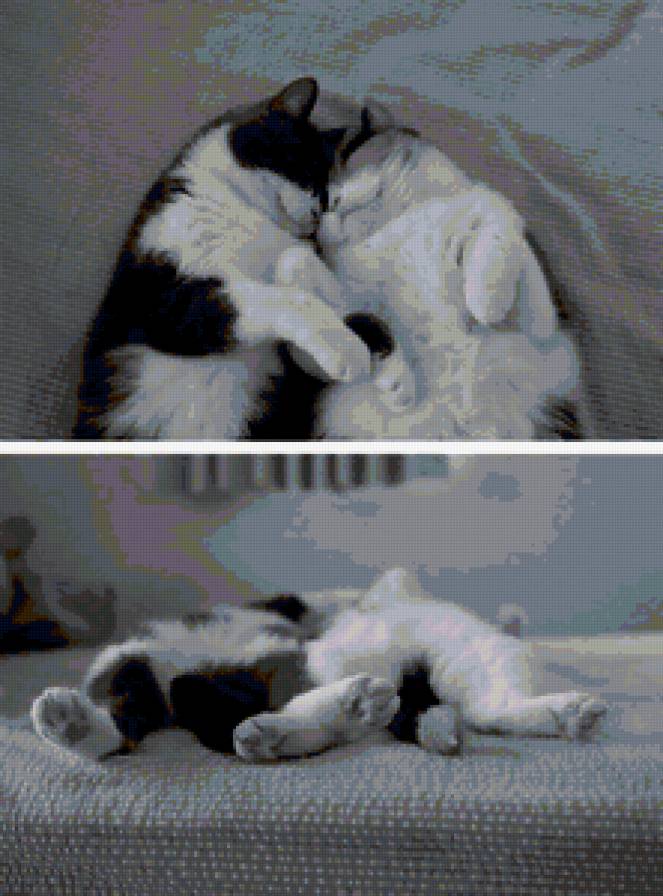 влюблённые - коты, кошка, кот, пара - предпросмотр