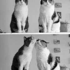 Схема вышивки «парочка»