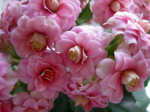 цветы - цветы, каланхое - оригинал