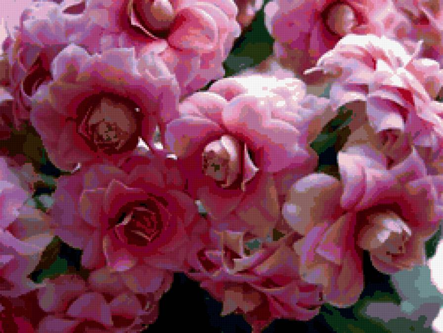 цветы - каланхое, цветы - предпросмотр