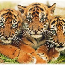 Схема вышивки «№345950»